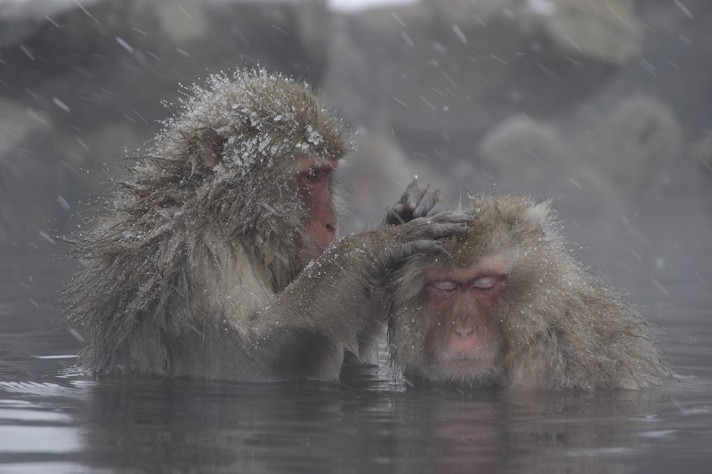 The Jigokudani Wild Monkey Park | Nagano's Most Popular